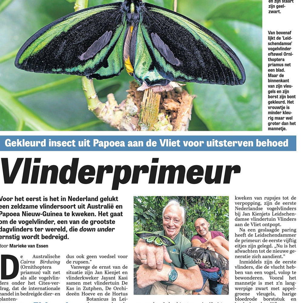 jay-it Vlinderprimeur nieuwsbericht